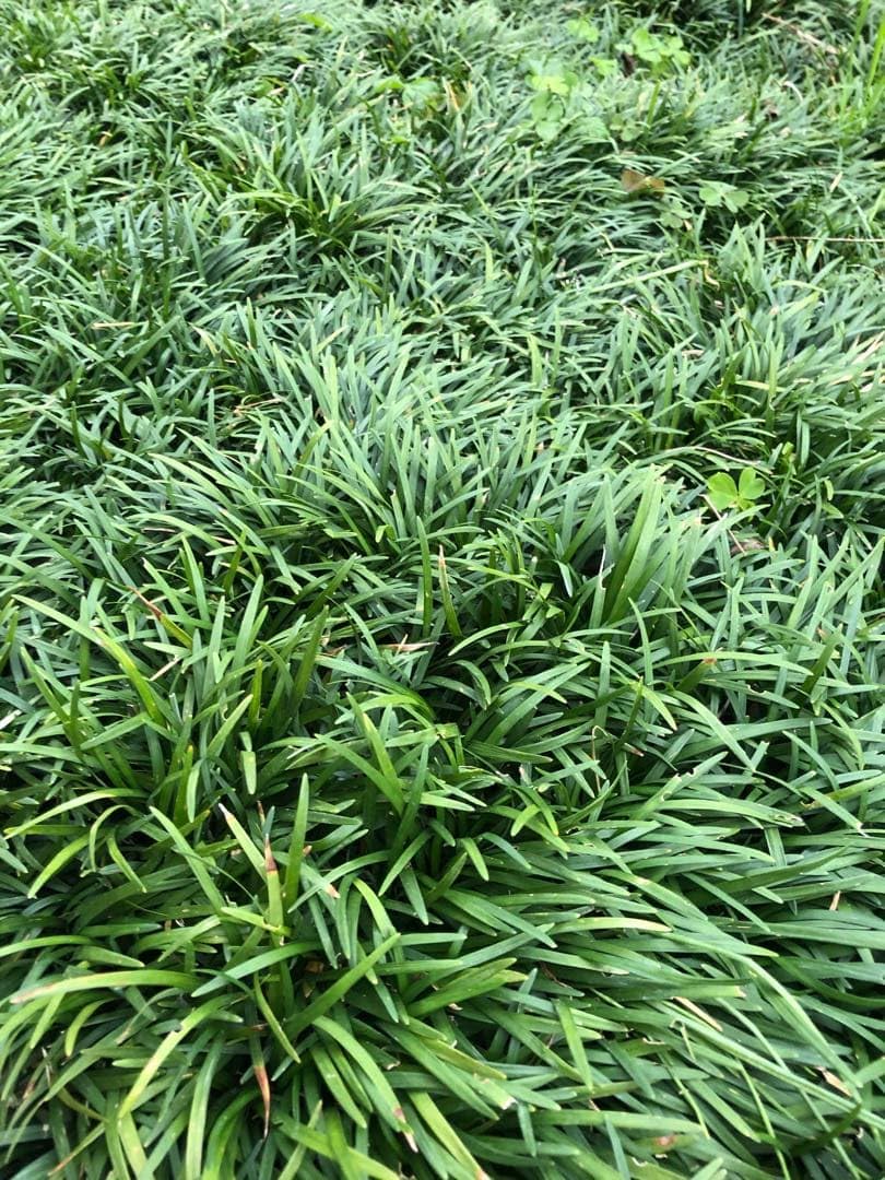 Amazon｜龍の髭(玉竜)リュウノヒゲ(タマリュウ)抜き苗 100株｜観葉植物